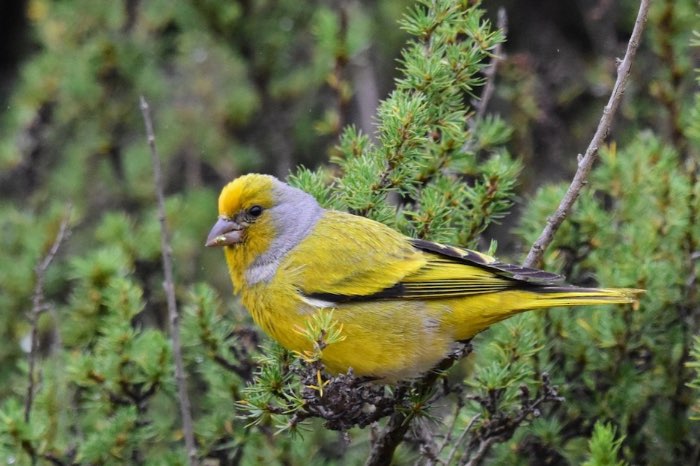 grijsnek kanarie (serinus canicollis) man