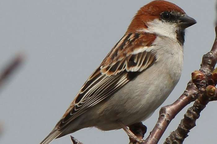 russet sparrow ,passer rutilans ,cinnamon mus